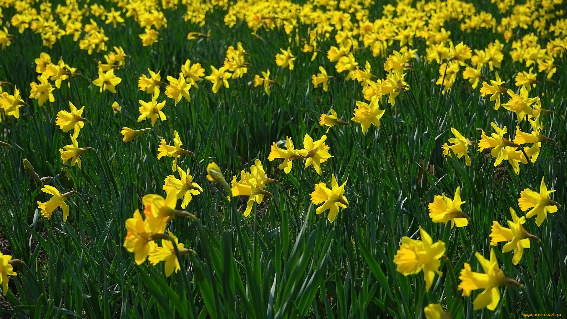 цветы, нарциссы, желтые, весна