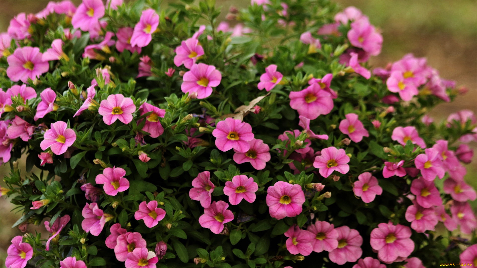 цветы, петунии, , калибрахоа, розовые