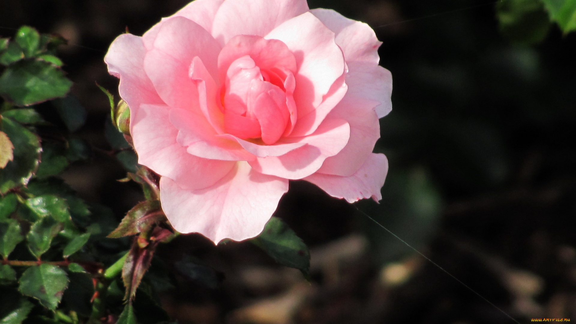 цветы, розы, розовая, роза