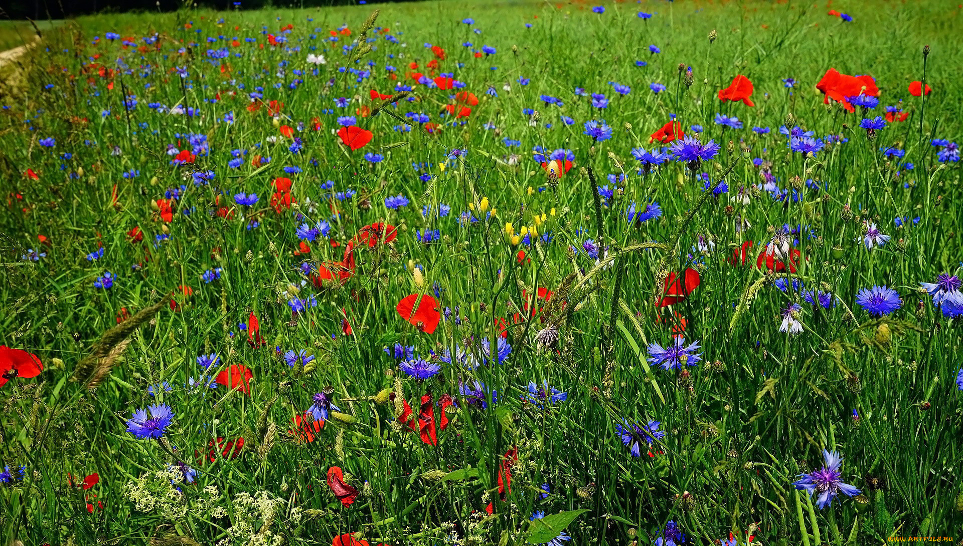 цветы, луговые, , полевые, , цветы, трава, маки, васильки