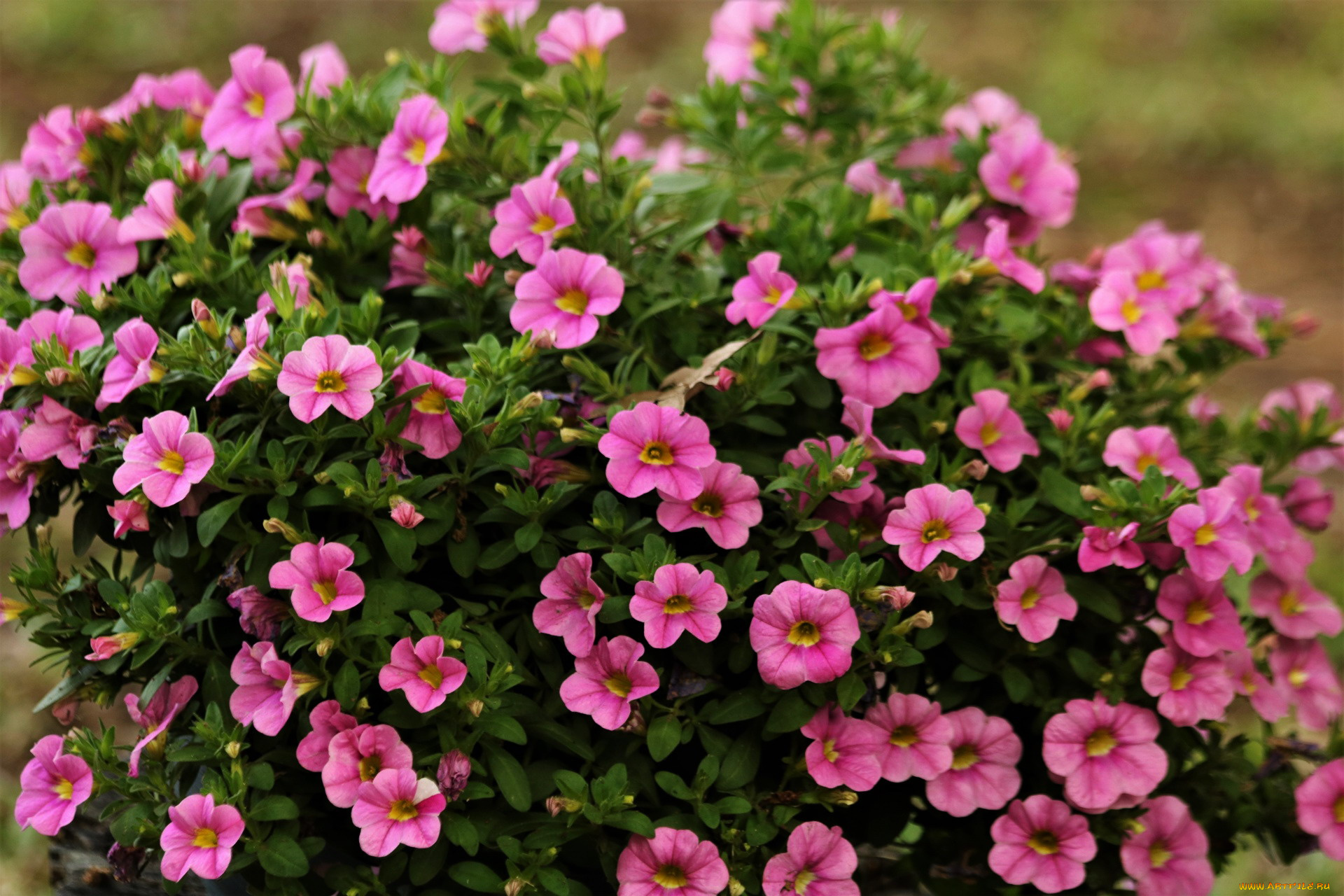 цветы, петунии, , калибрахоа, розовые