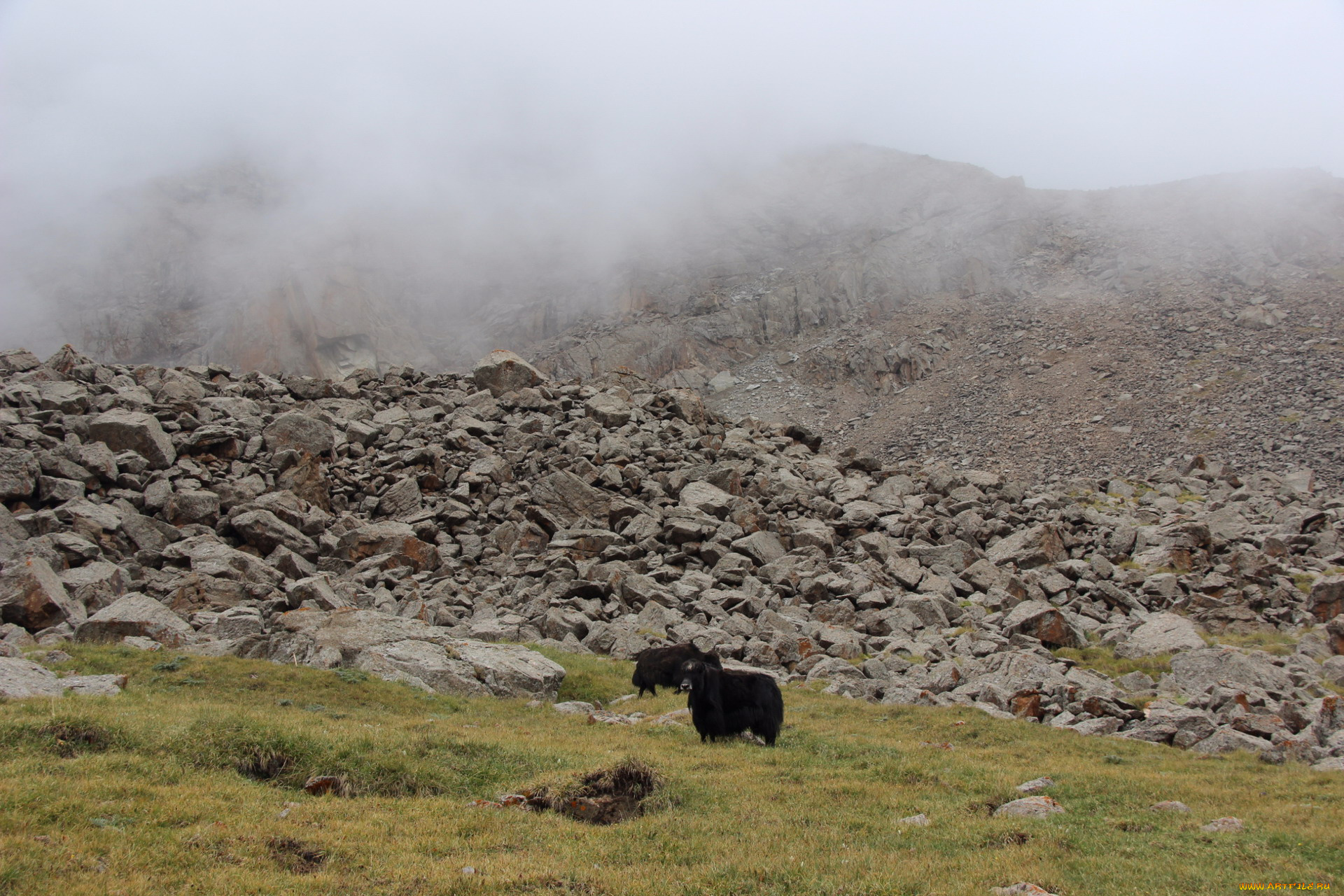 кино, фильмы, nomadland, горы, камни, туман, трава, яки