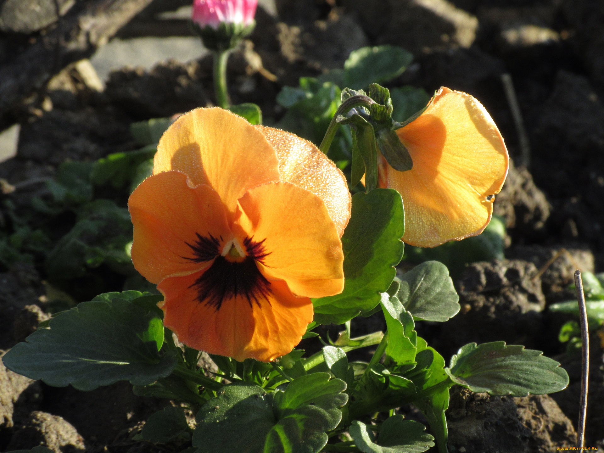 цветы, анютины, глазки, , садовые, фиалки, анютины, глазки