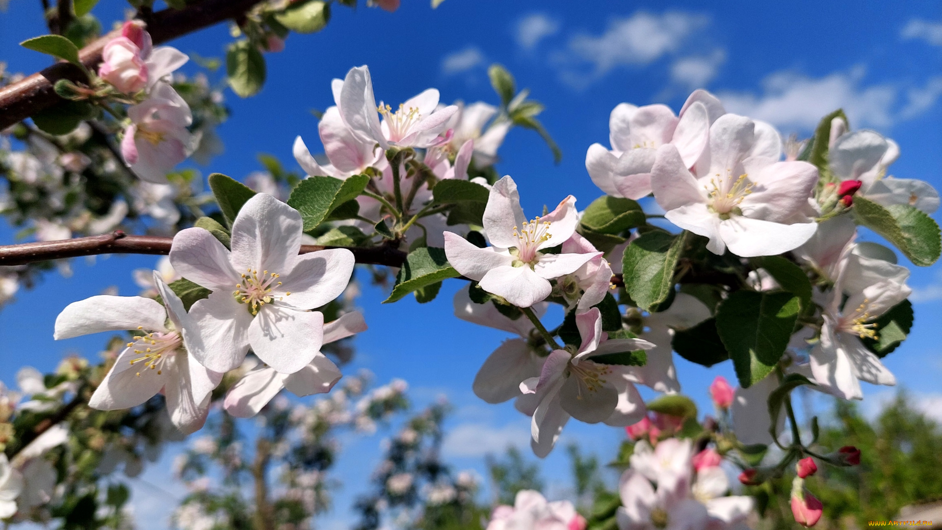 цветы, цветущие, деревья, , , кустарники, яблоня, цветение, весна, 2022