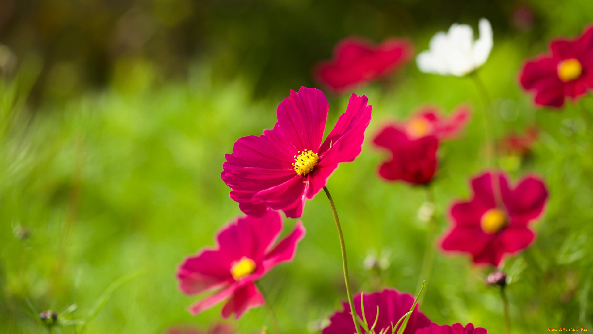 цветы, космея, розовая