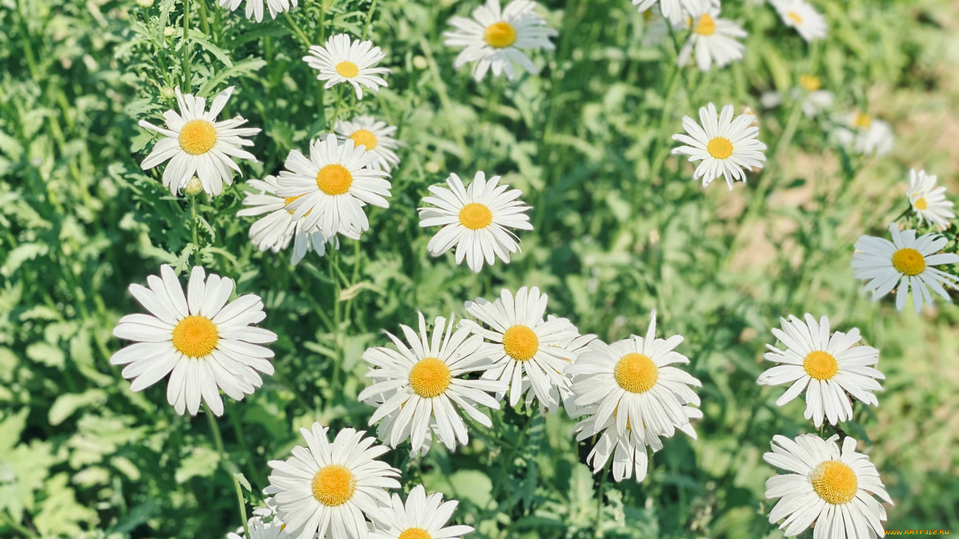 цветы, ромашки