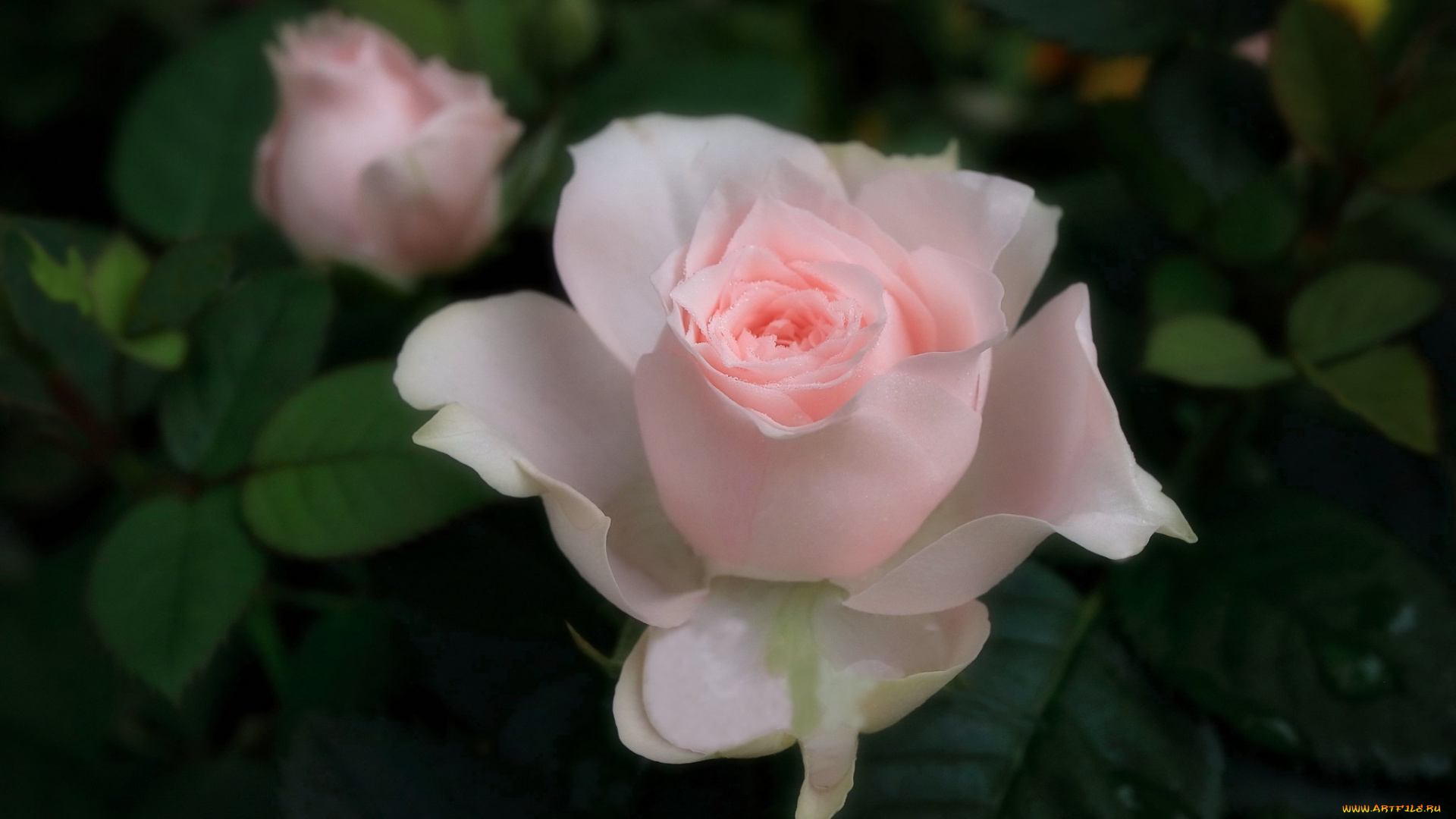 цветы, розы, нежная, розовая, роза