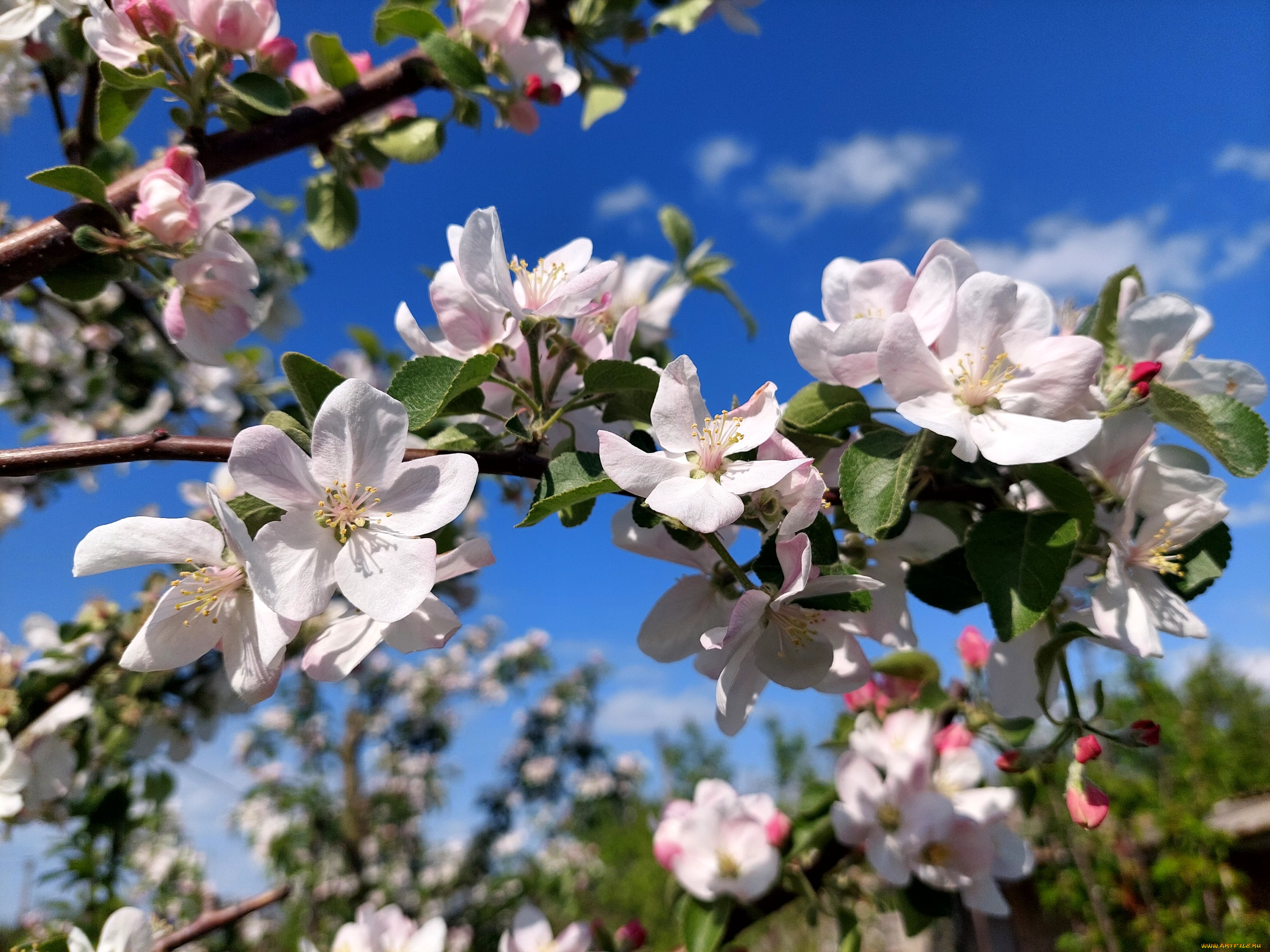 цветы, цветущие, деревья, , , кустарники, яблоня, цветение, весна, 2022