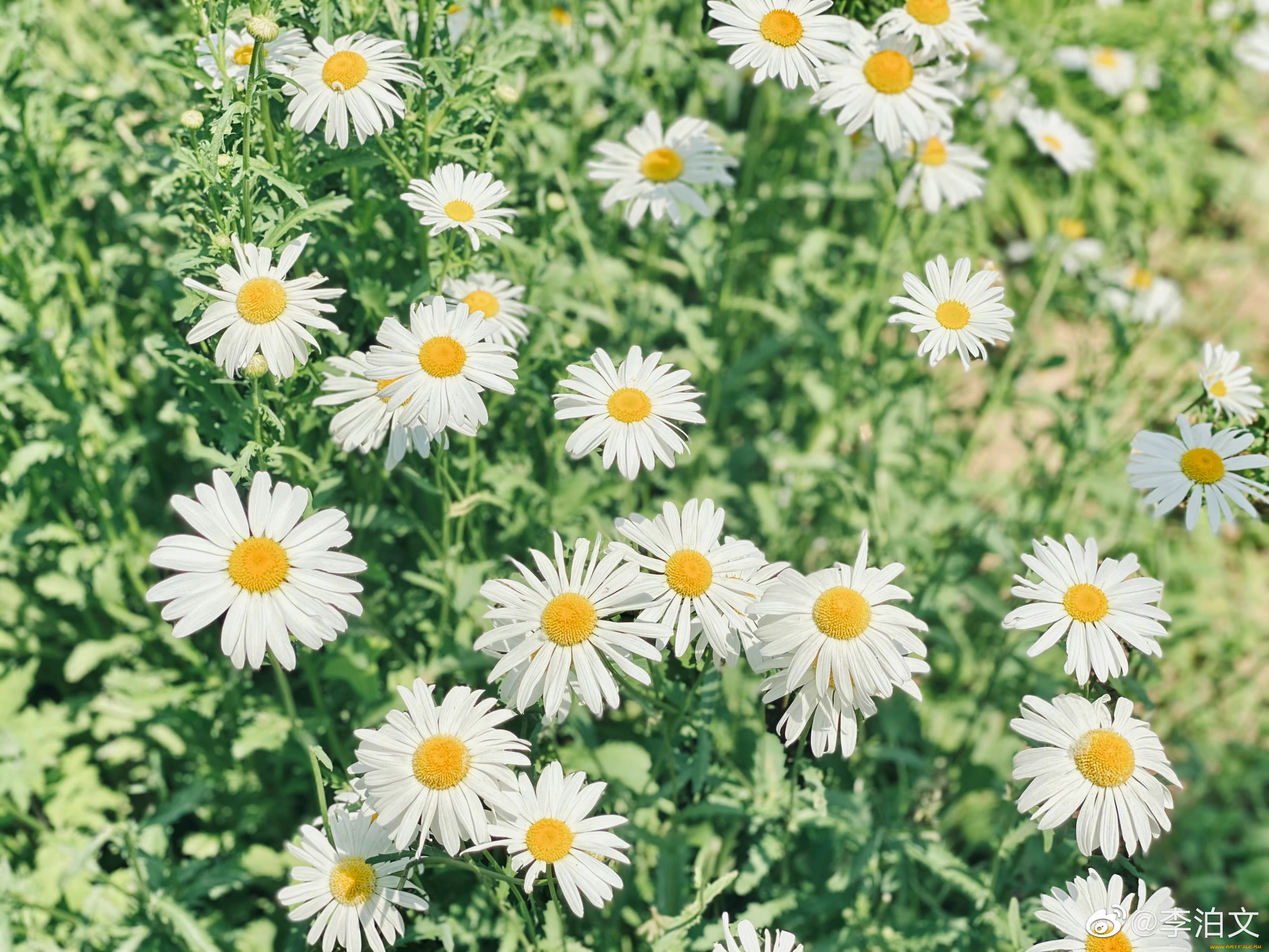 цветы, ромашки