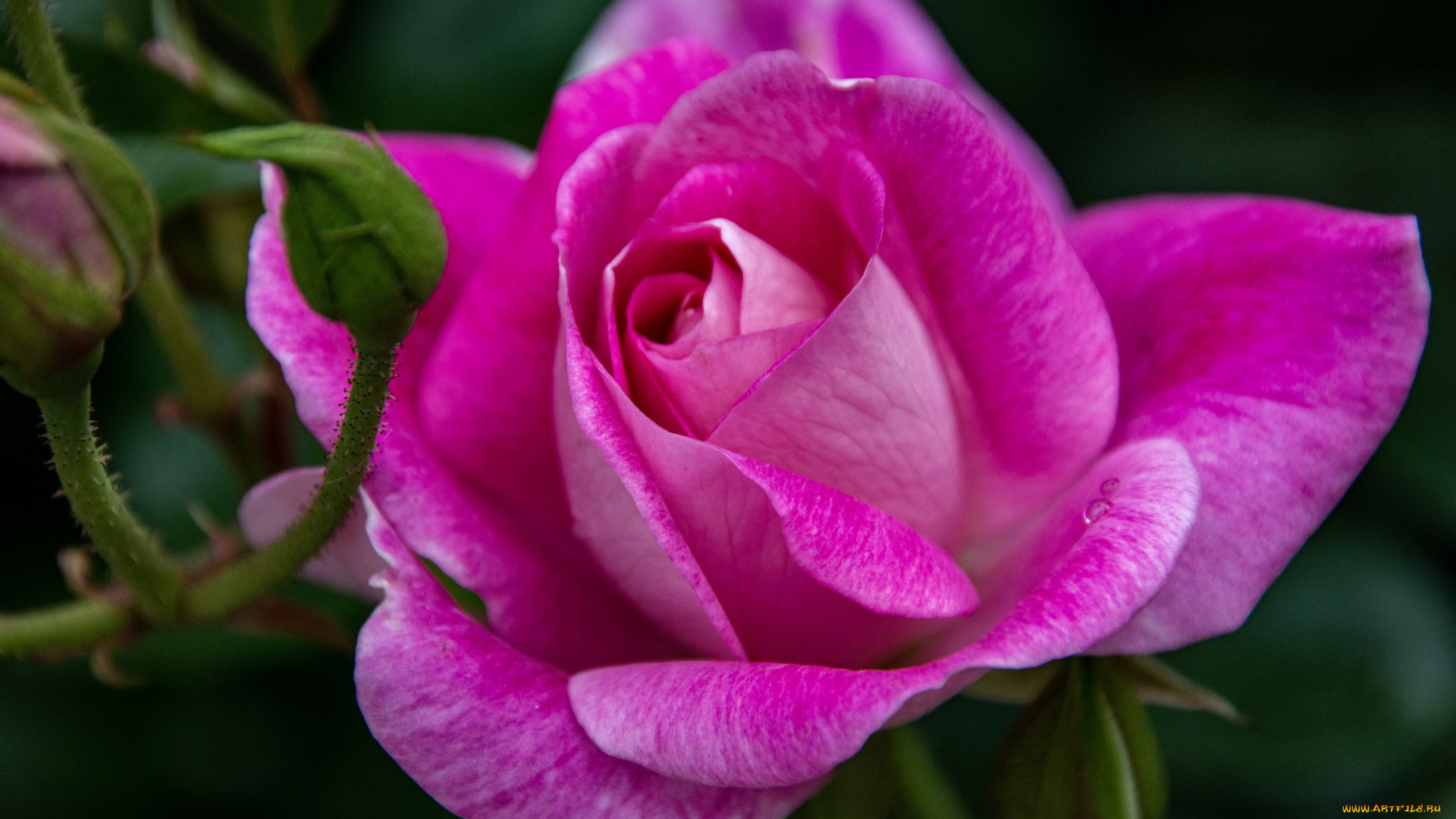 цветы, розы, розовая, роза, макро