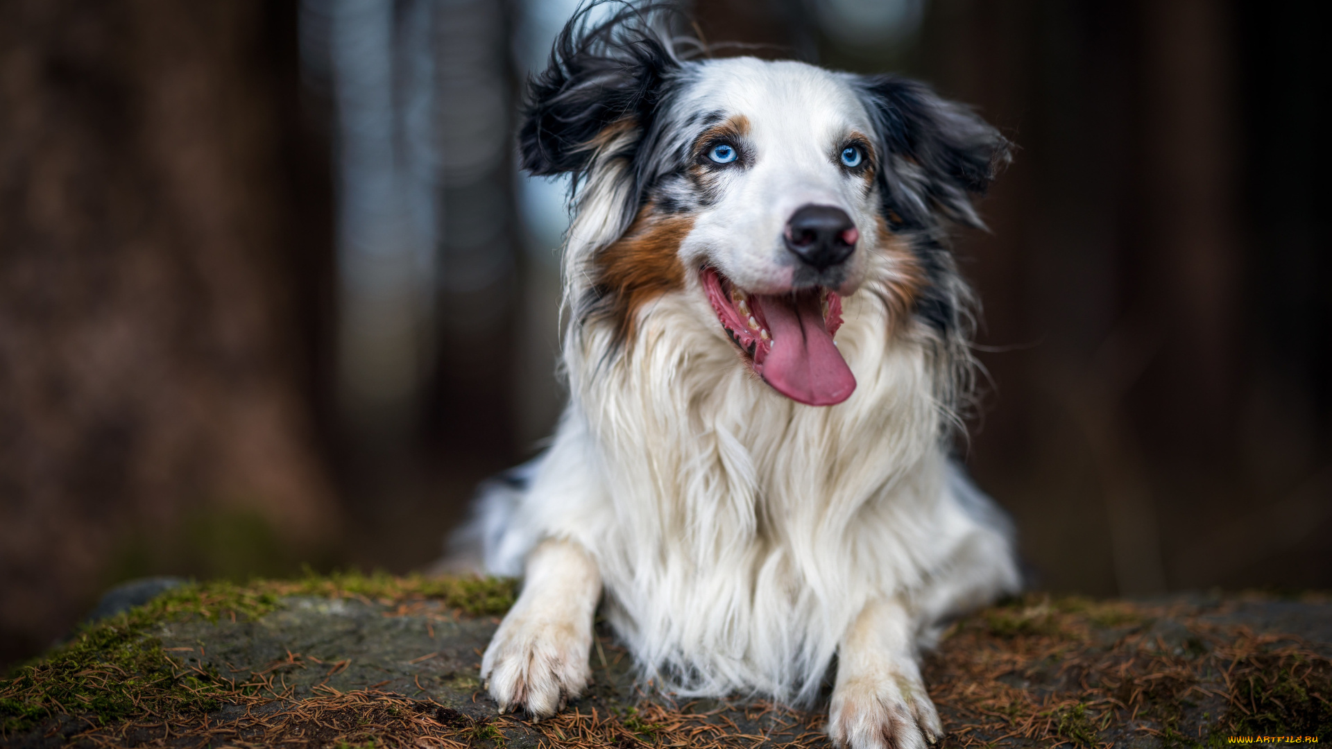 животные, собаки, собака