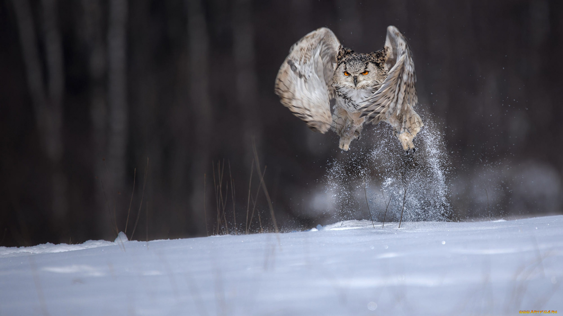 животные, совы, сова