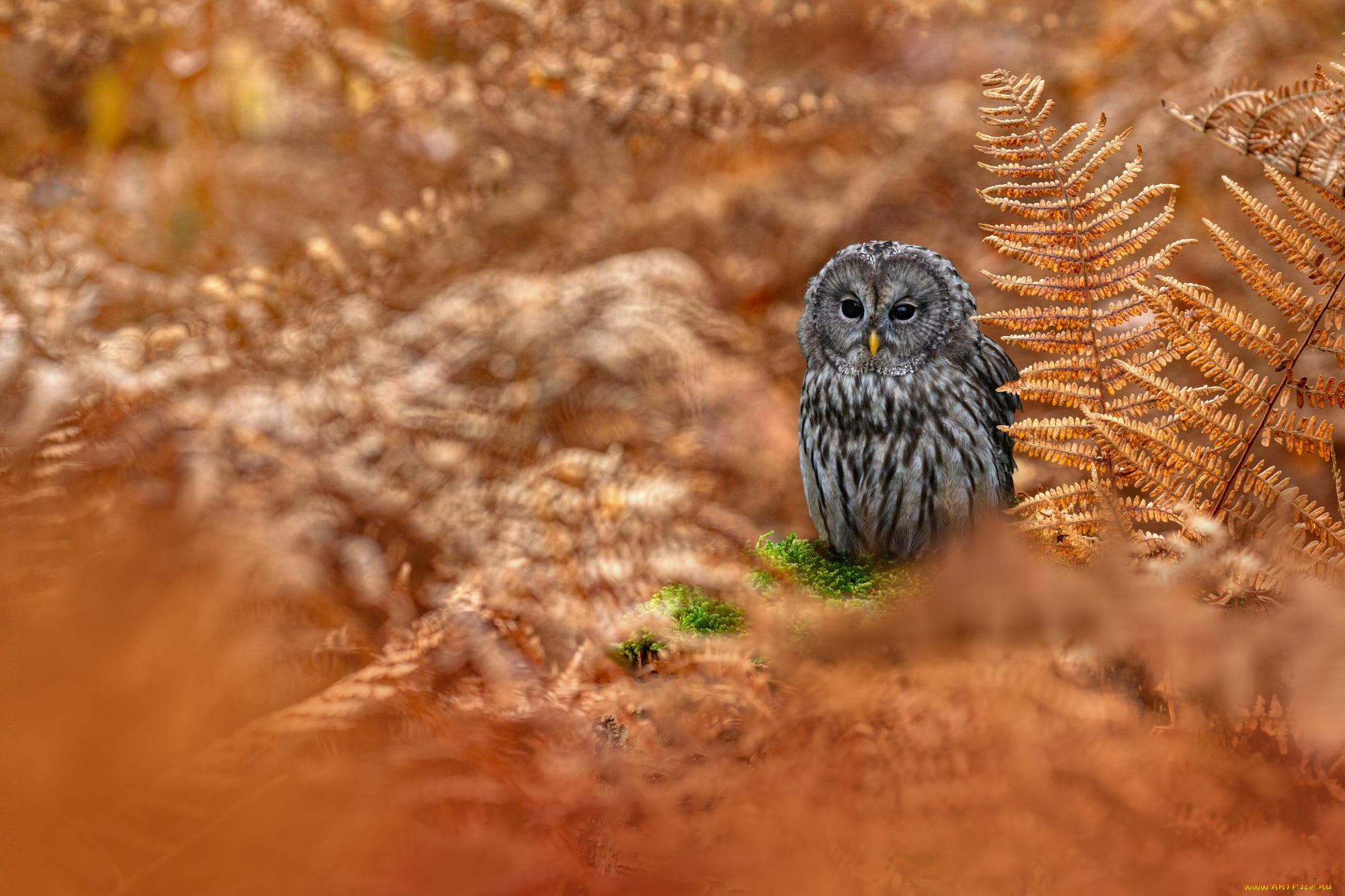 животные, совы, сова