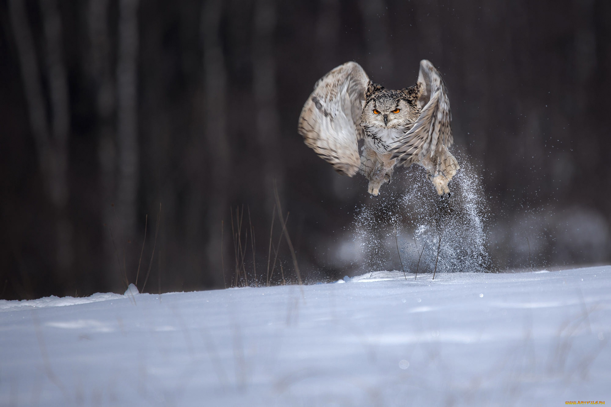 животные, совы, сова