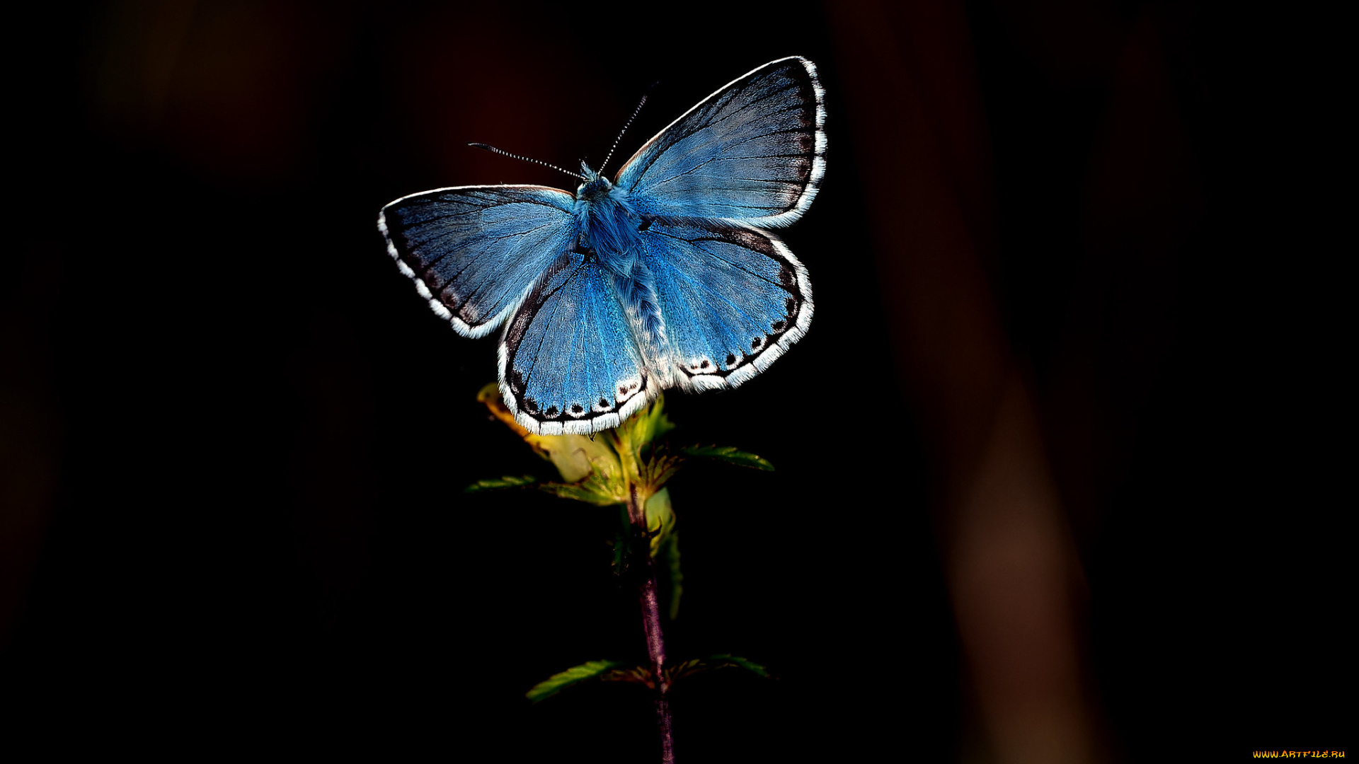 животные, бабочки, , мотыльки, , моли, бабочка