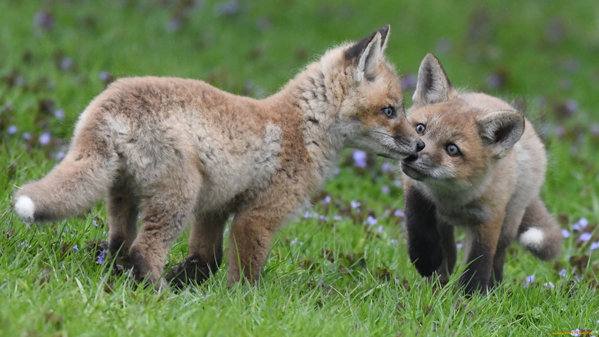животные, лисы, лисята
