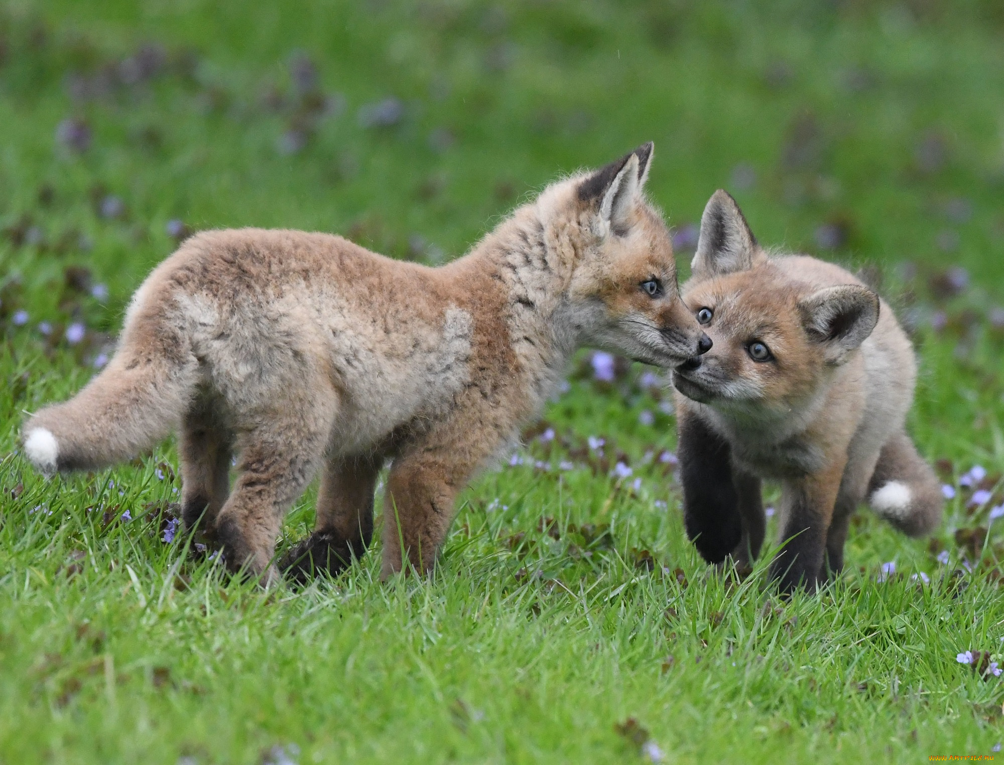 животные, лисы, лисята
