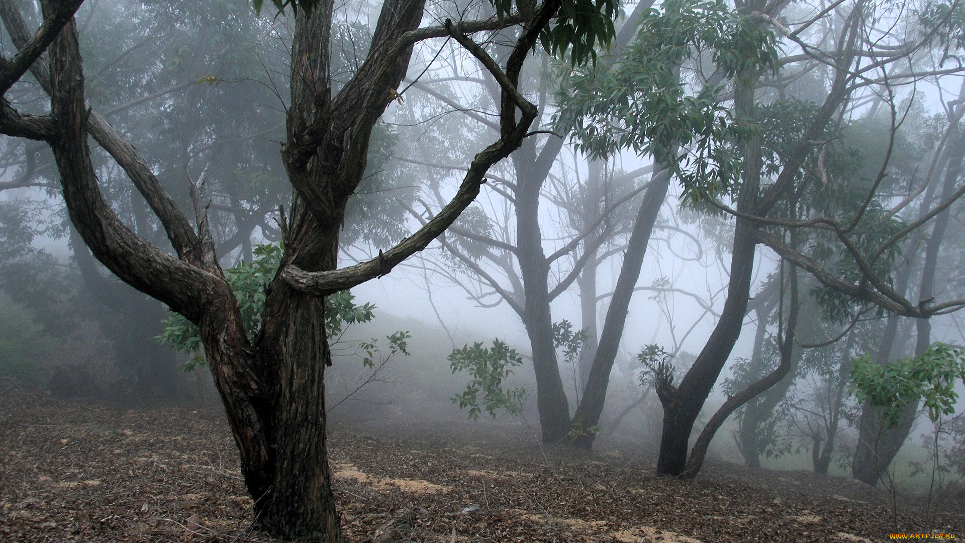 природа, лес, деревья, роща, туман