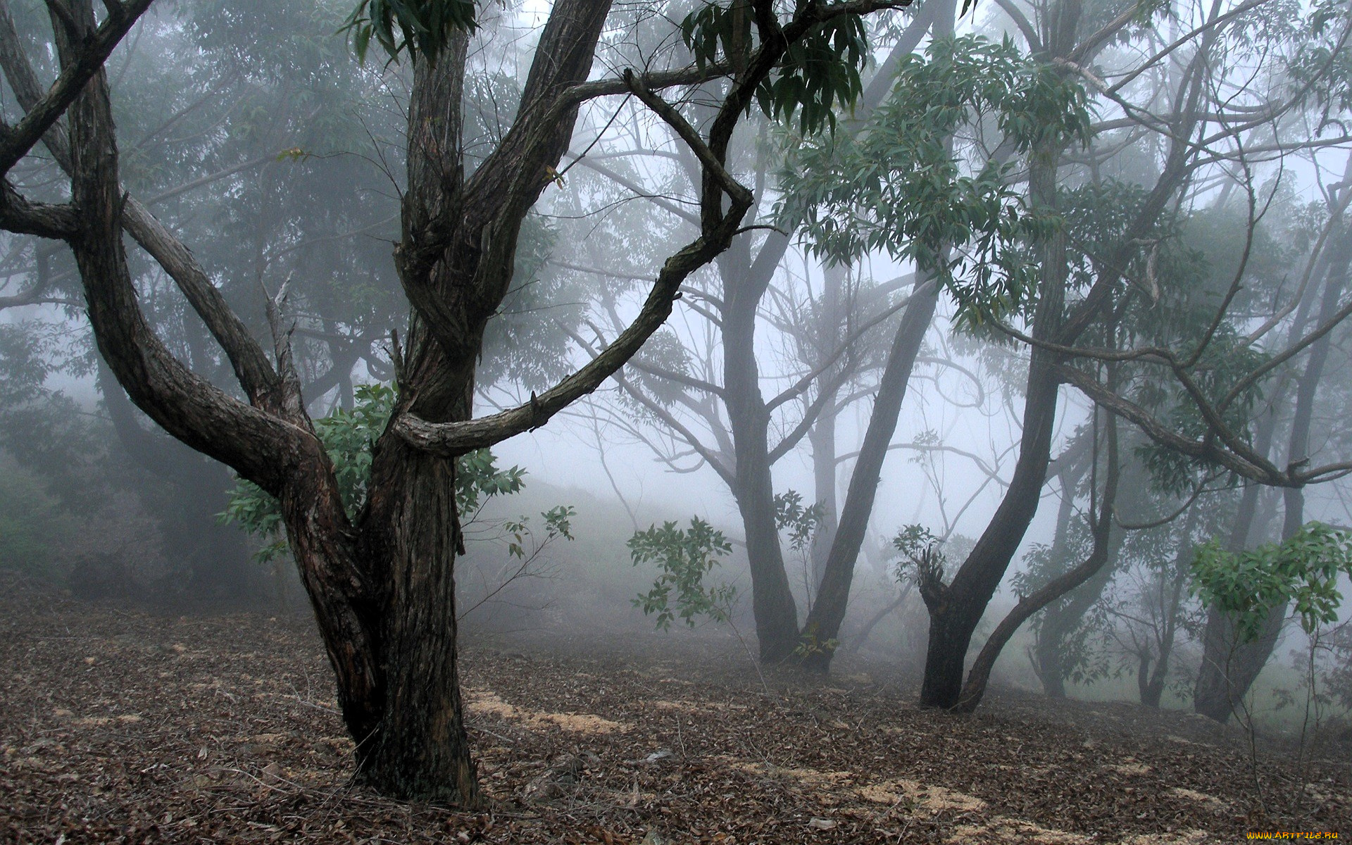природа, лес, деревья, роща, туман