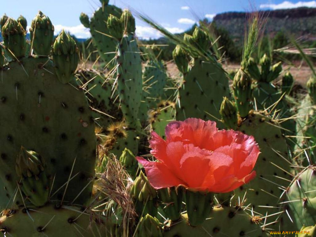 цветы, кактусы