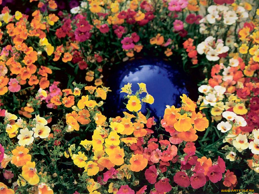 цветы, лантана, вербена