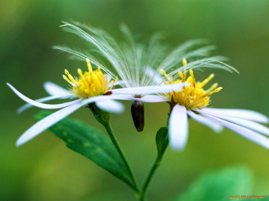 цветы, луговые, полевые