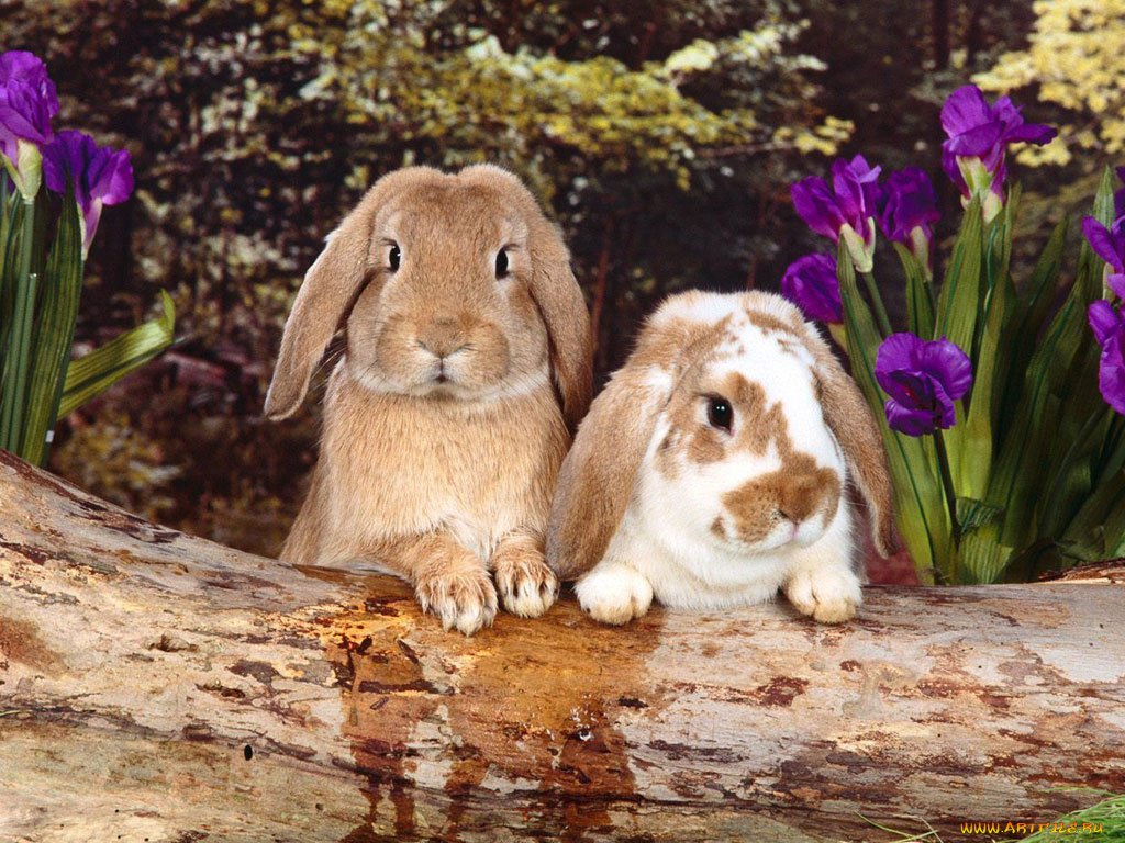 животные, кролики, зайцы