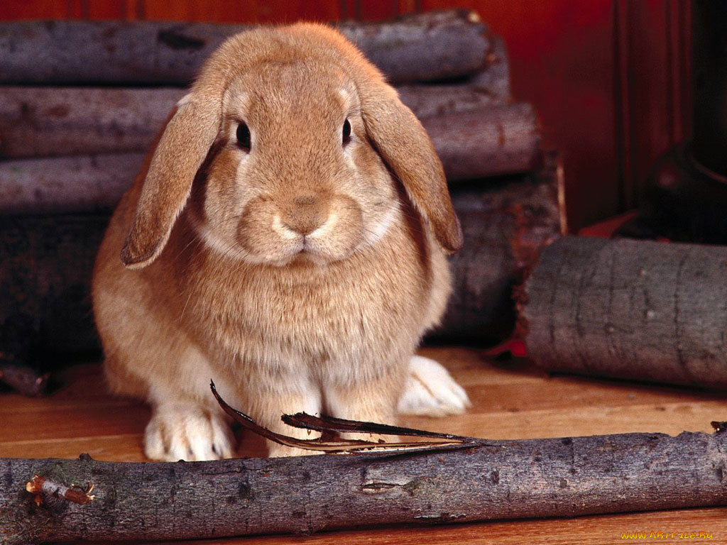 животные, кролики, зайцы