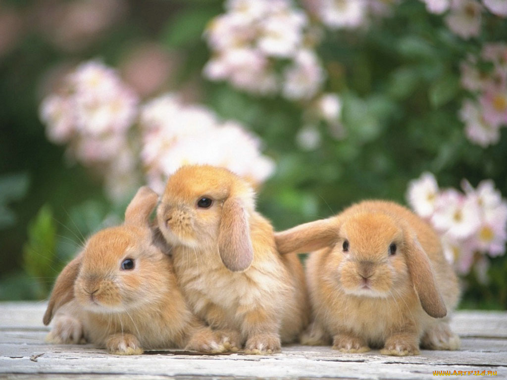 животные, кролики, зайцы