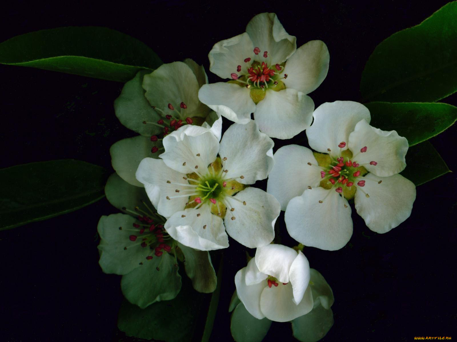 цветы, цветущие, деревья, кустарники