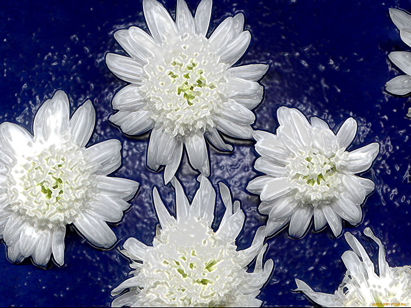 цветы, герберы