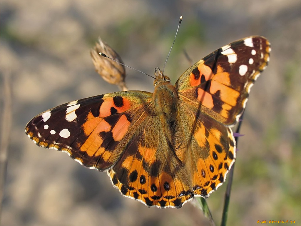 urman, лучах, утреннего, солнца, животные, бабочки