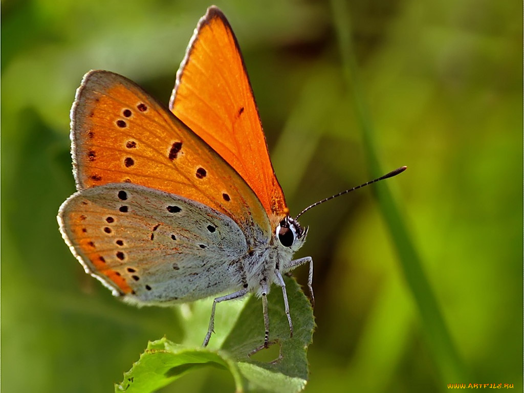 urman, lycaena, dispar, животные, бабочки