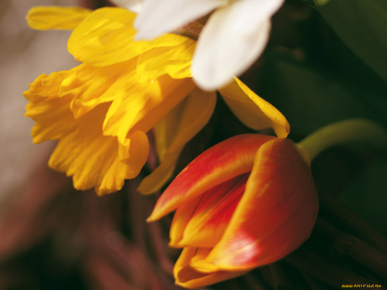 цветы, разные, вместе