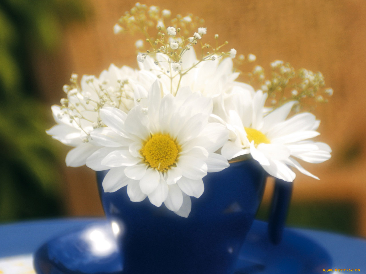 цветы, ромашки