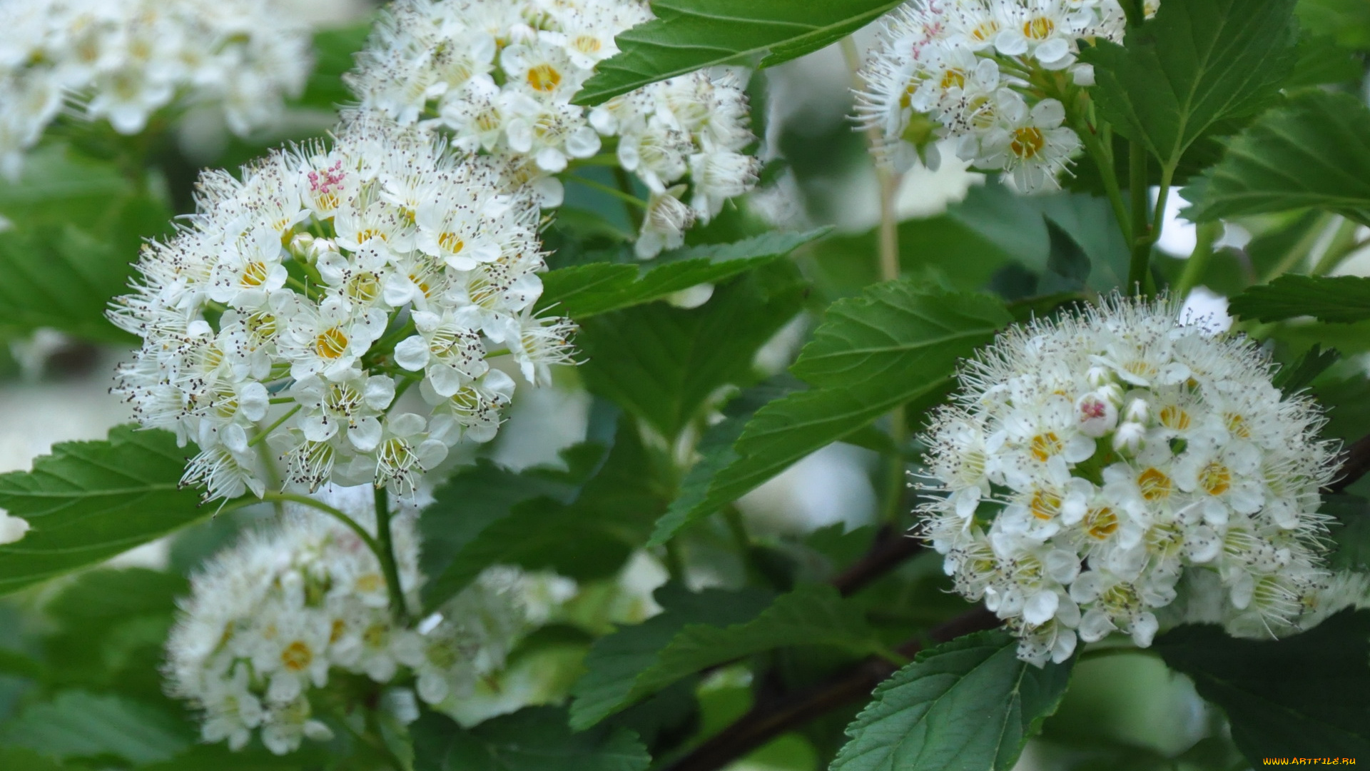 цветы, цветущие, деревья, кустарники