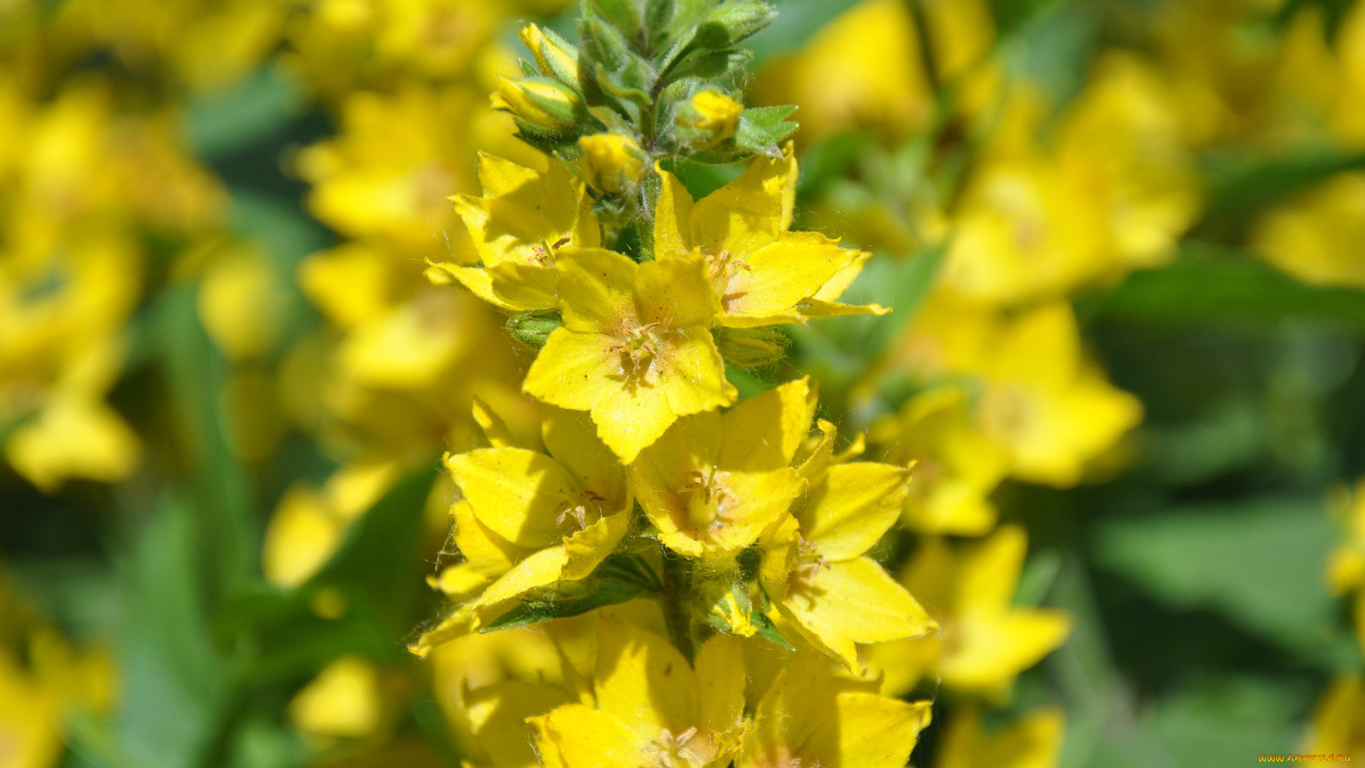 цветы, луговые, полевые