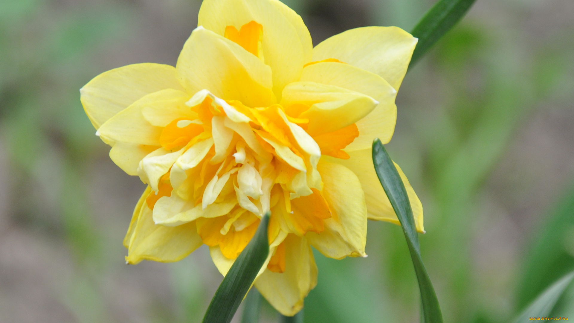 цветы, нарциссы