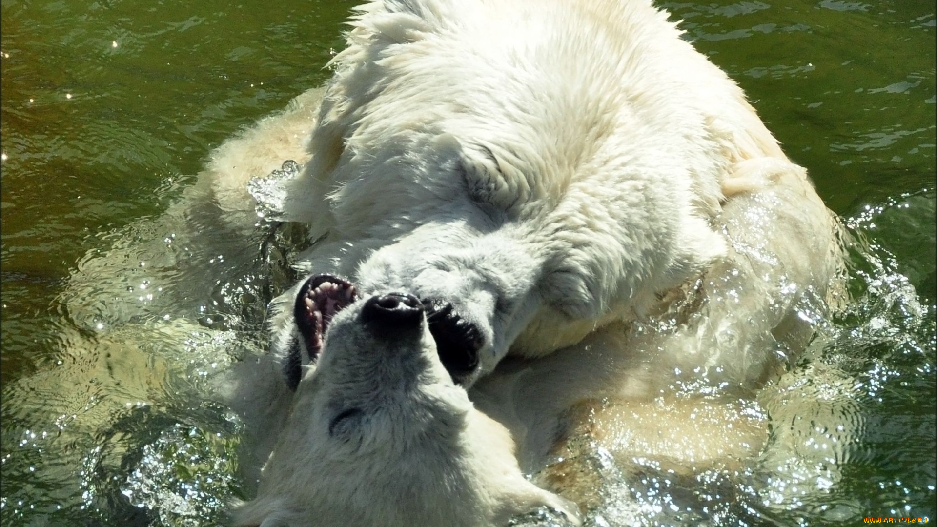 животные, медведи