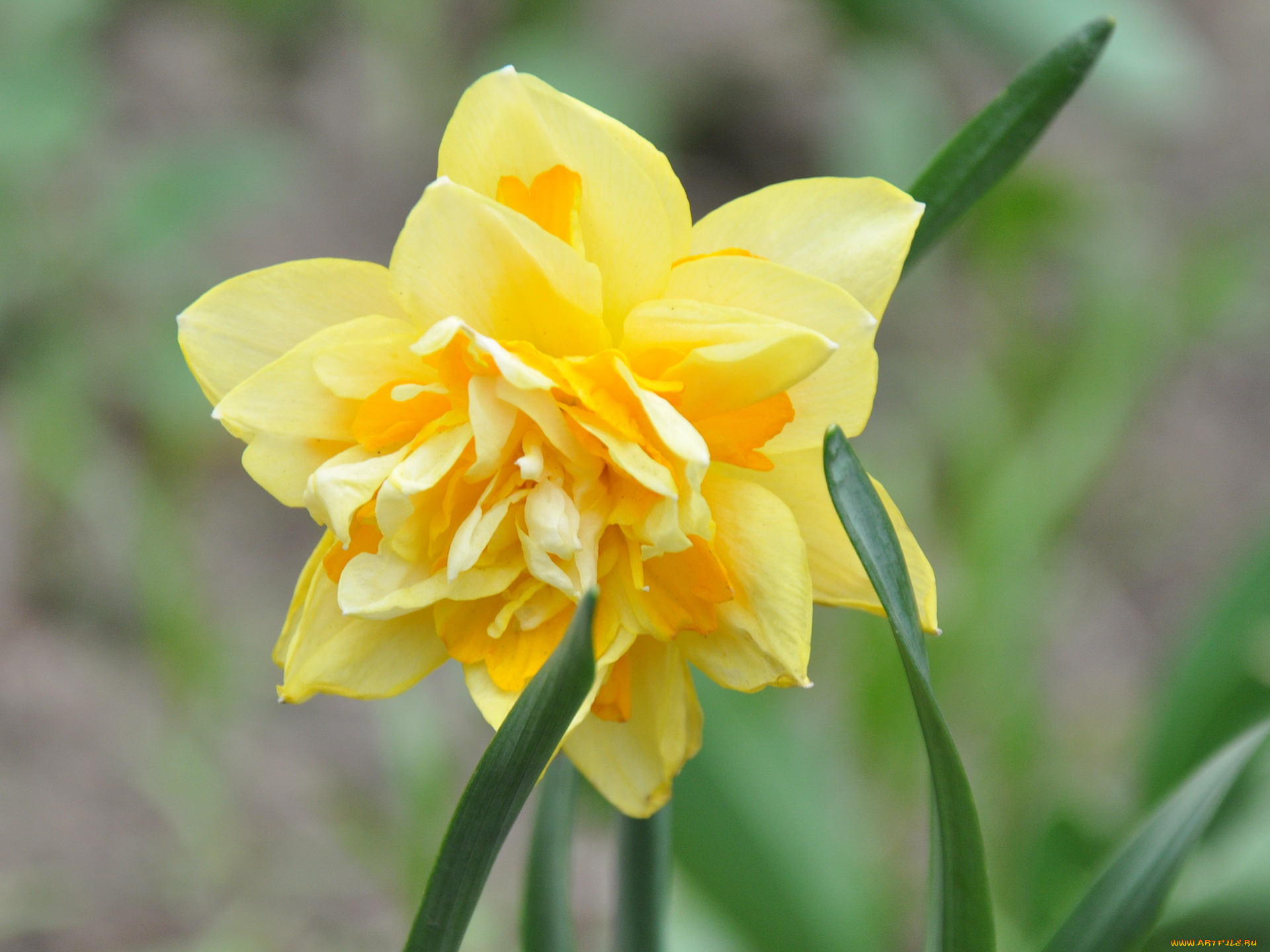 цветы, нарциссы
