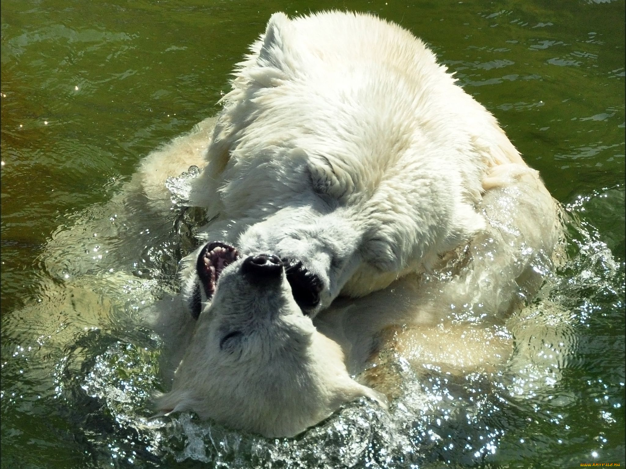 животные, медведи