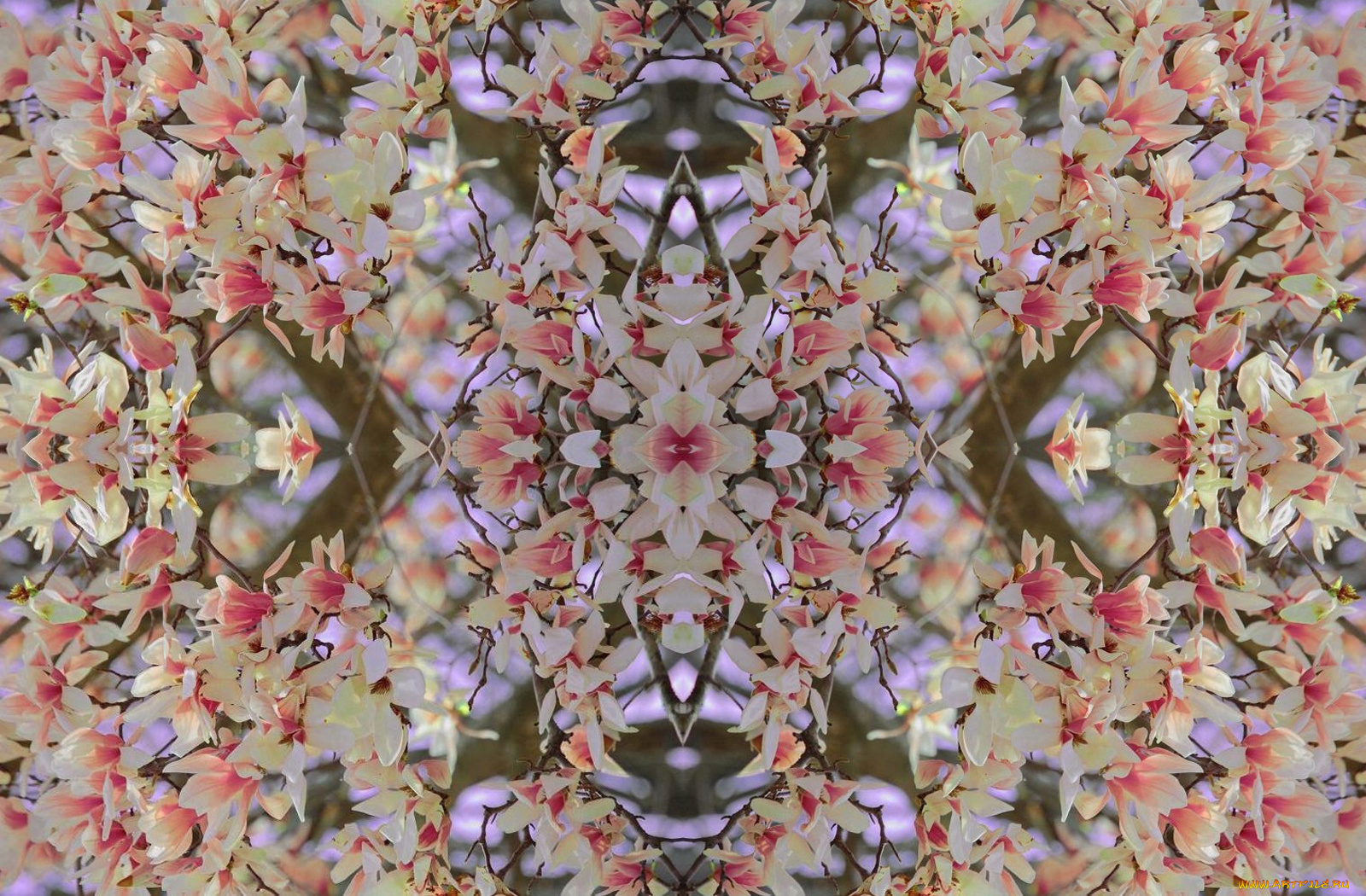 цветы, магнолии