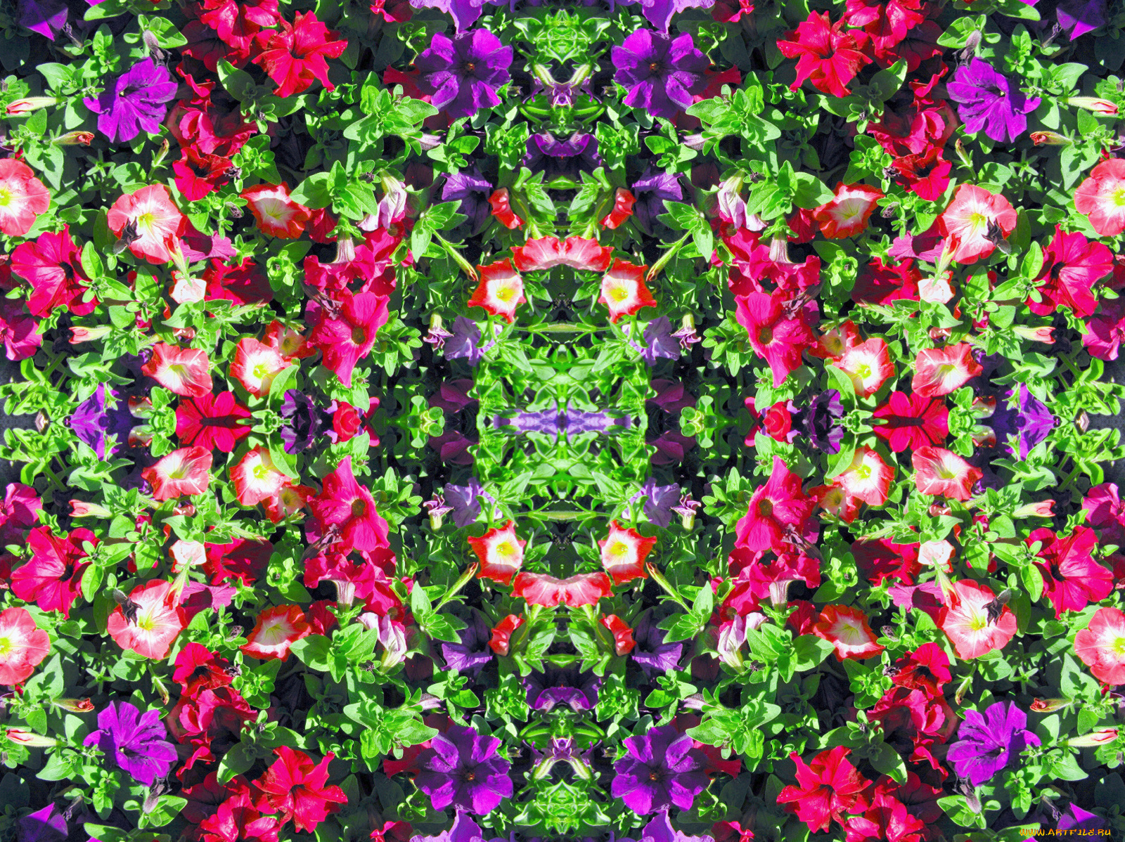 цветы, петунии, калибрахоа