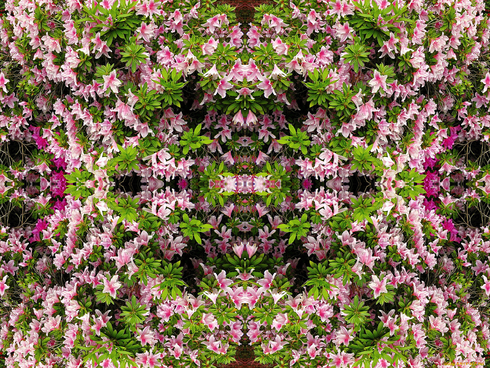 цветы, рододендроны, азалии