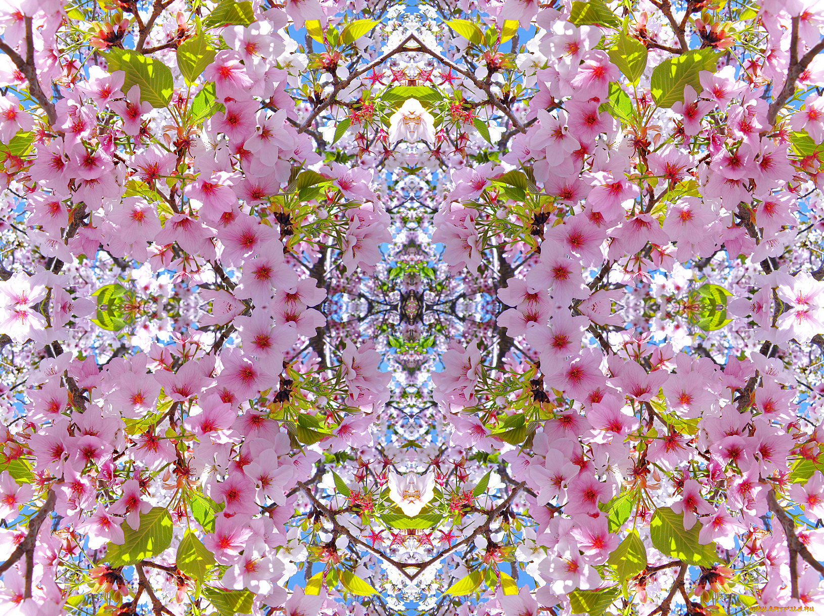 цветы, сакура, вишня