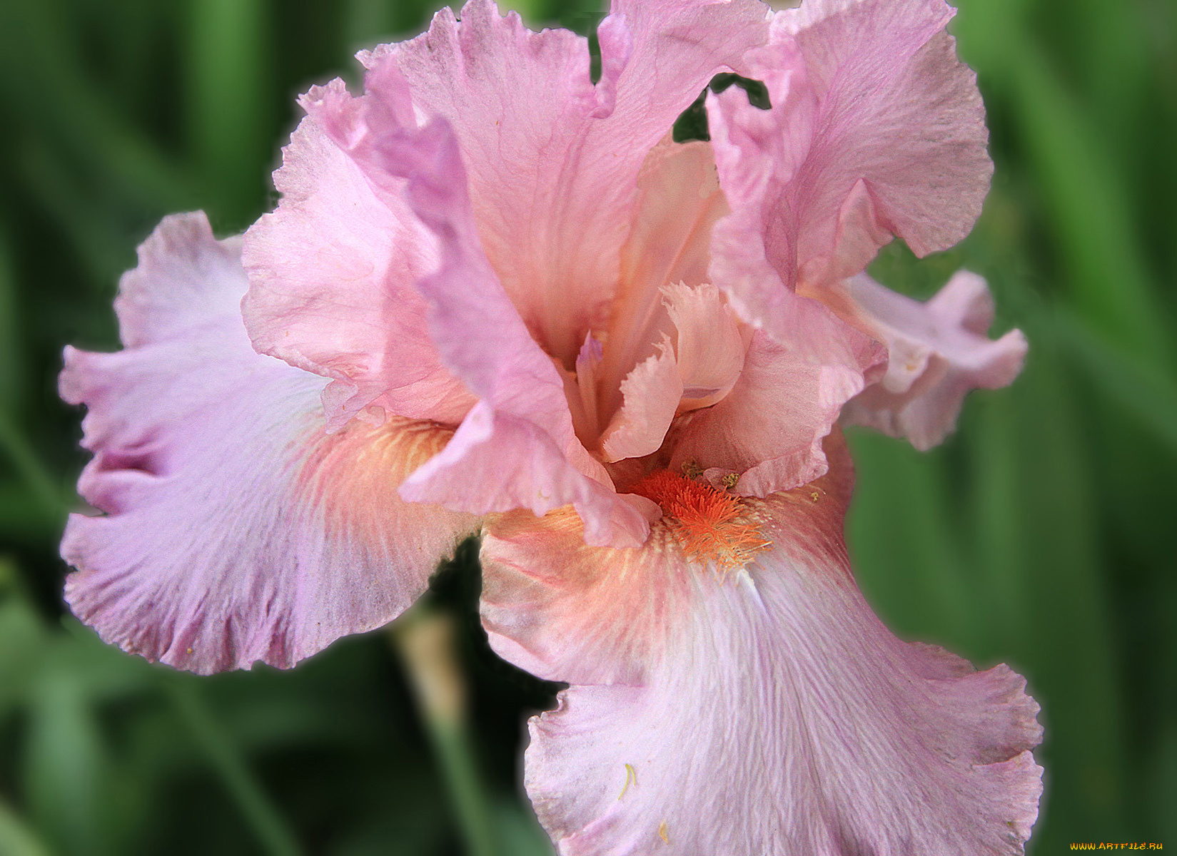 цветы, ирисы