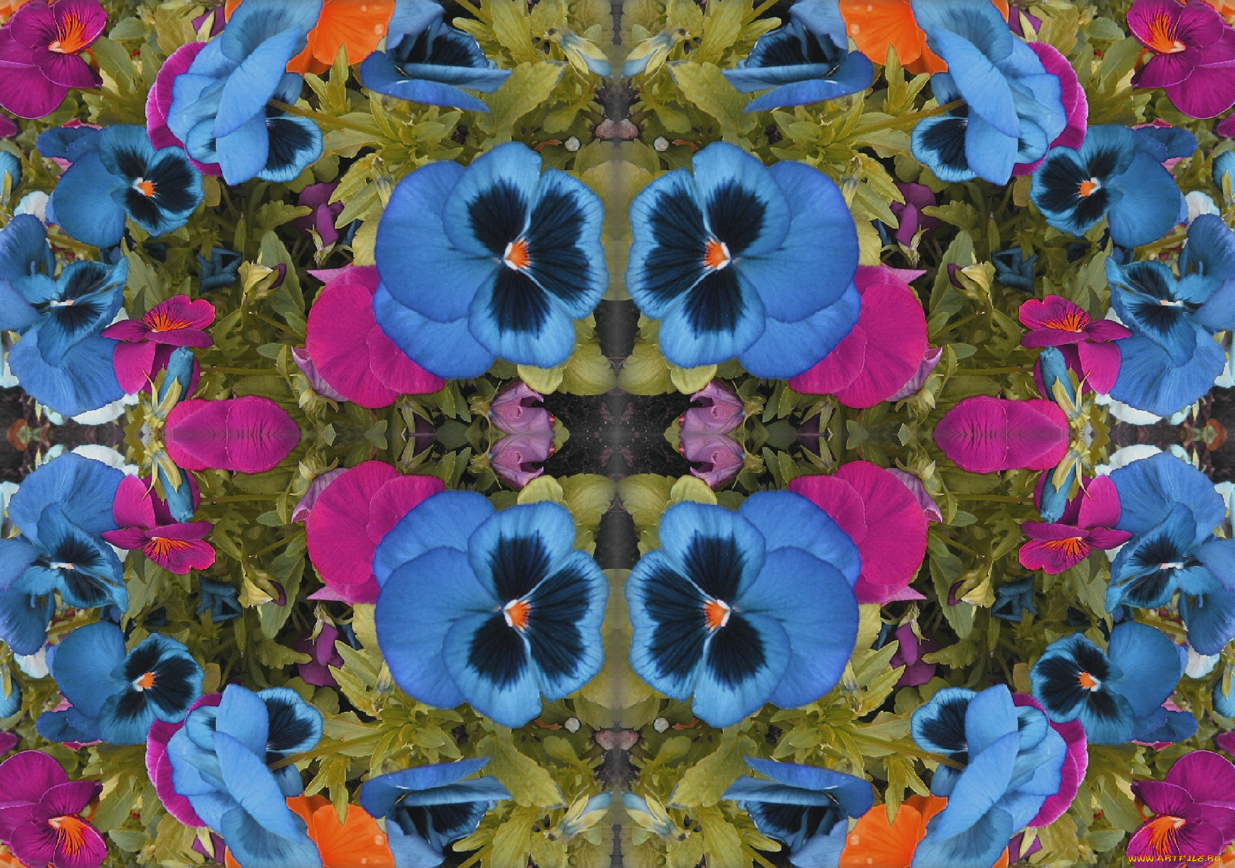 цветы, анютины, глазки, садовые, фиалки