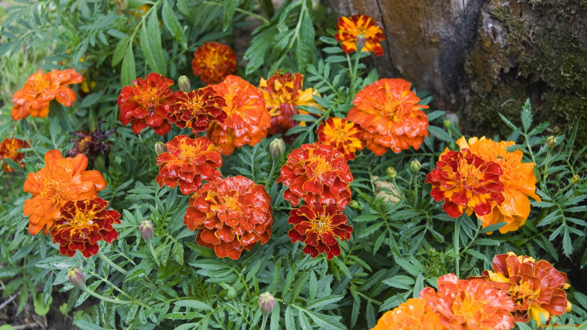 цветы, бархатцы