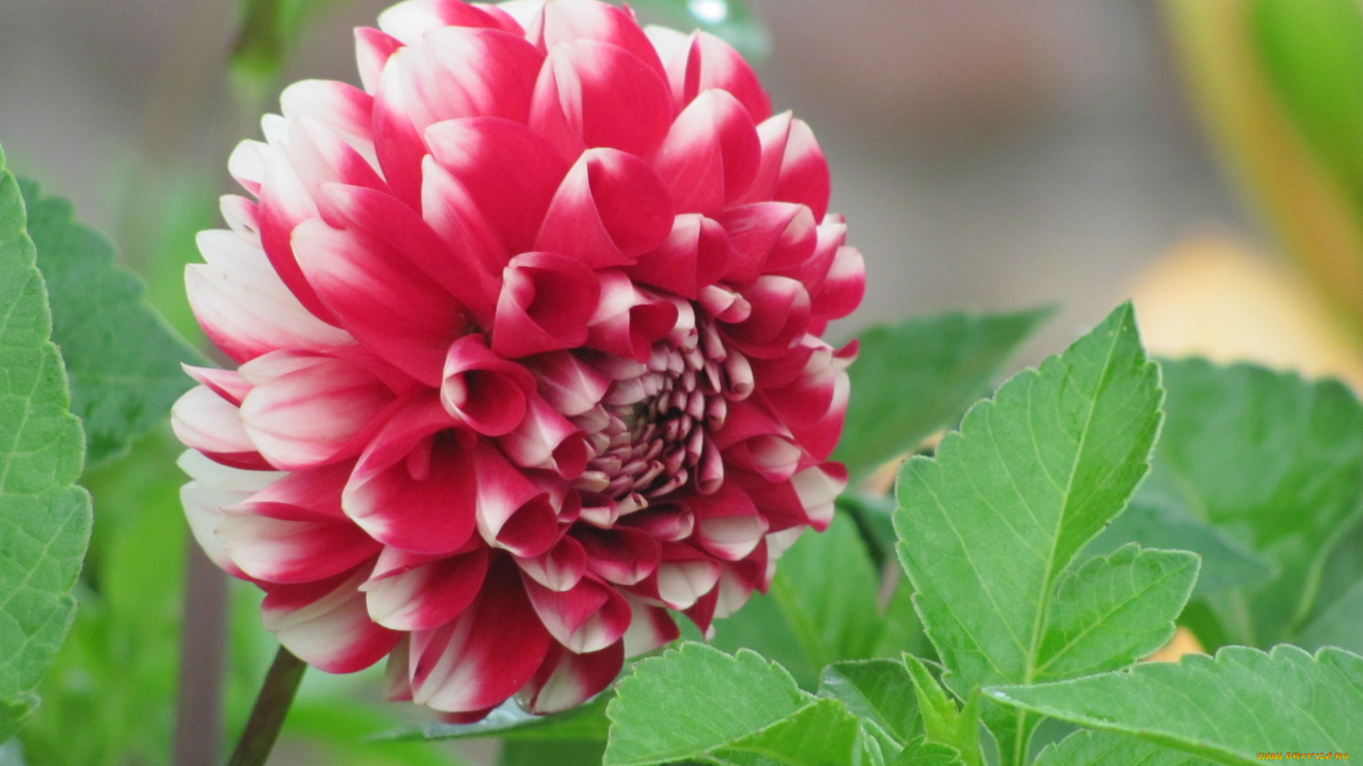 цветы, георгины, розовый, зеленый, белый