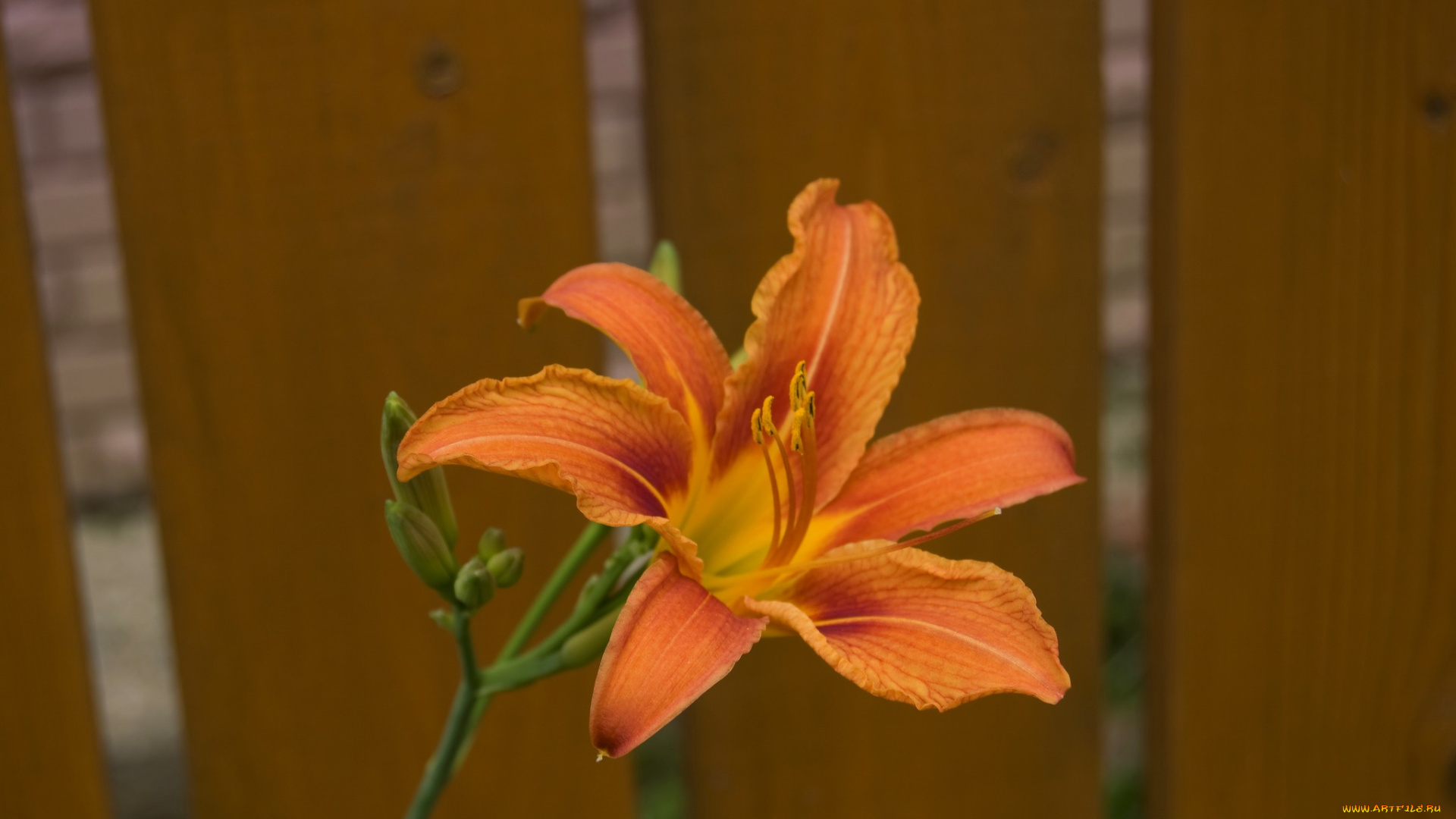 цветы, лилии, лилейники